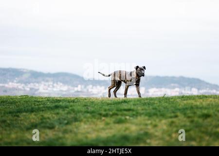 Entzückender schwarzer amerikanischer Pit Bull Terrier Hund im Halsband, der wegschaut, während er auf dem grünen Feld in der Landschaft steht Stockfoto