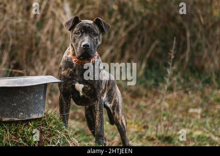 Süßer amerikanischer Pit Bull Terrier mit schwarzem Fell, der in einem ländlichen Gebiet auf dem Land steht und die Kamera anschaut Stockfoto