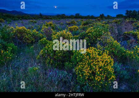 Atemberaubende Landschaft von endlos blühenden Wiesen mit zarten violetten Blumen und grünen Bäumen unter wolkenlosem Abendhimmel in Extremadura, Spanien Stockfoto