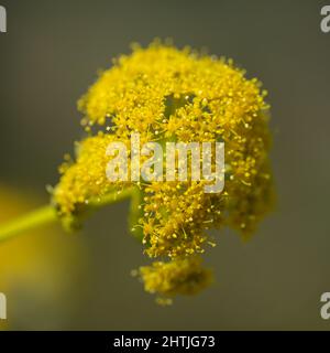 DeFlora von Gran Canaria - Ferula linkii, riesiger Kanarienfenchel, endemisch auf den Kanarischen Inseln, Blumen natürlicher Makro-floraler Hintergrund, der mit dunklen Blüten entwickelt wurde Stockfoto