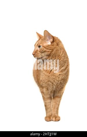 Niedliche Ingwer-Katze auf weißem Hintergrund auf der linken Seite. Stockfoto