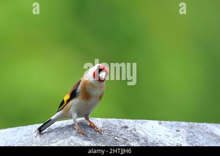 Europäischer Goldfink (Carduelis carduelis), ein farbenfroher exotischer Vogel Stockfoto