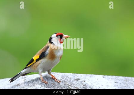 Europäischer Goldfink (Carduelis carduelis), ein farbenfroher exotischer Vogel Stockfoto