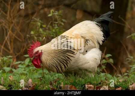 Weißer Hahn-05 Stockfoto