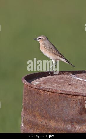 Isabelline Wheatear (Oenanthe isabellina) Erwachsener, der auf der Öltrommel Oman steht Dezember Stockfoto