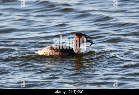 Ein Grebe auf dem Wasser mit einem Fisch im Mund. Tring Stauseen, in der Nähe von Aston Clinton, Buckinghamshire, Großbritannien Stockfoto