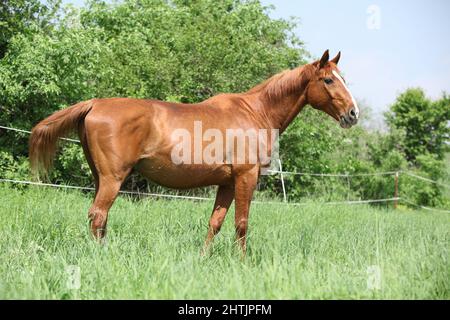 Portrait von schönen Kastanien Budyonny Pferd im Frühjahr Stockfoto