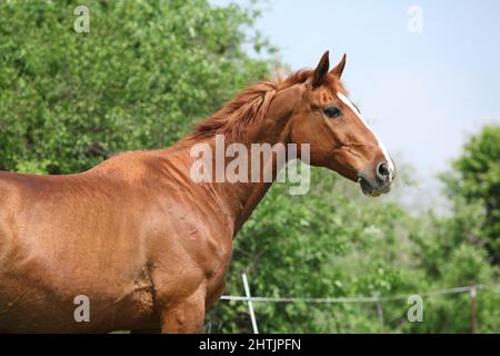 Portrait von schönen Kastanien Budyonny Pferd im Frühjahr Stockfoto