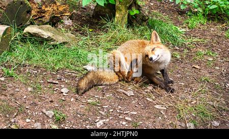 Fox in Nahaufnahme, der den Betrachter ansieht. Das Tier hat keine Angst und sieht interessiert aus. Tierschuss Stockfoto