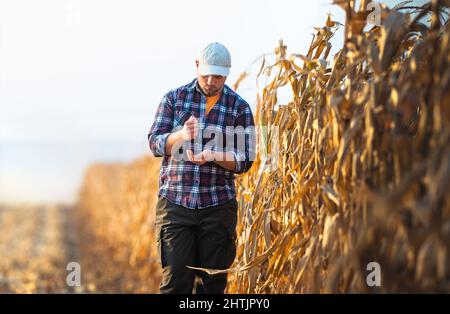 Junge Landwirt prüfen Maissaatgut in Maisfeldern während der Ernte Stockfoto