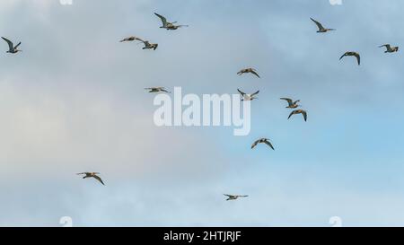 Eurasischer Curlew oder gewöhnlicher Curlew, Numenius arquata bei einem Flug am blauen Himmel Stockfoto