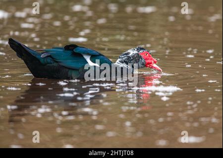 Moskauer Ente, schwere Ente, Cairina moschata Männchen auf dem Wasser Stockfoto