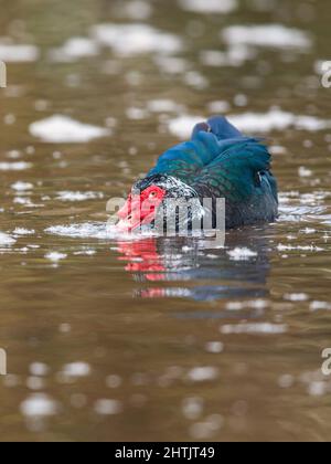 Moskauer Ente, schwere Ente, Cairina moschata Männchen auf dem Wasser Stockfoto