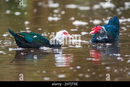 Moskauer Ente, schwere Ente, Cairina moschata Paar auf dem Wasser Stockfoto