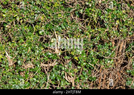 Ein Abschnitt einer stechigen Hecke am Straßenrand mit glänzenden Blättern Stockfoto