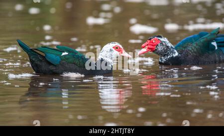 Moskauer Ente, schwere Ente, Cairina moschata Paar auf dem Wasser Stockfoto