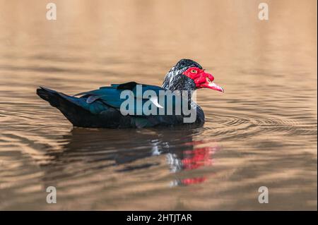 Moskauer Ente, schwere Ente, Cairina moschata Männchen auf dem Wasser Stockfoto