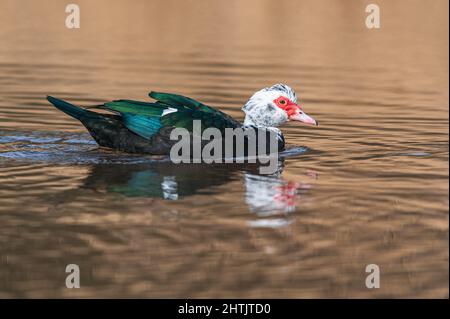 Moskauer Ente, schwere Ente, Cairina moschata Weibchen auf dem Wasser Stockfoto