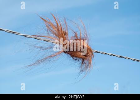 Haare aus schottischem Higlander im Graben Stockfoto