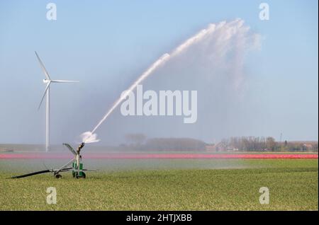 In den Niederlanden sprüht ein Bewässerungsregner während einer Trockenperiode im Frühjahr Wasser auf Ackerland mit Tulpen Stockfoto