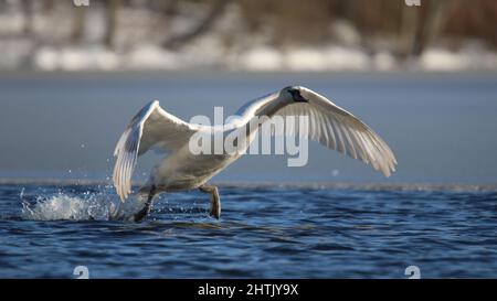 Ein junger stummer Schwan, der sich im Winter zum Abheben von einem See bereit gemacht hat Stockfoto