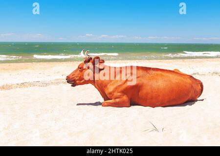 Kuh am Sandstrand . Bauernhof Tier am Meer Stockfoto