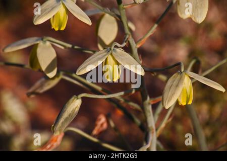 Albuca flaccida 11774 Stockfoto