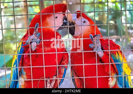 Paar scharlachrote Aras (Ara macao) aus der Nähe, Copan, Honduras Stockfoto