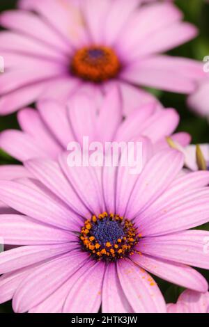 Ein sehr scharfes und detailreiches Foto von natürlichen violetten Blüten aus der Nähe. Ein sehr scharfes und detailreiches Foto von natürlichen violetten Blüten aus der Nähe. Stockfoto