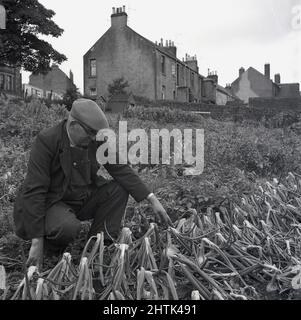 1960s, historisch, ein älterer Mann, der eine Jacke über Latzhose und eine flache Kappe trägt, kniete draußen auf einem öffentlichen Land nieder, von dem einige als Zuteilung verwendet werden, wo er Zwiebeln anbau, Schottland, Großbritannien. Als eifriger gärtner überprüft er sie, denn wenn die Spitzen der Zwiebeln natürlich zu falten beginnen, zeigt das, dass die Pflanzen reif sind und die Zwiebeln bereit zur Ernte sind. Stockfoto