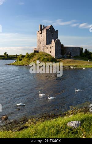 Dunguaire Castle (erbaut 1520), Kinvarra, County Galway, Irland Stockfoto