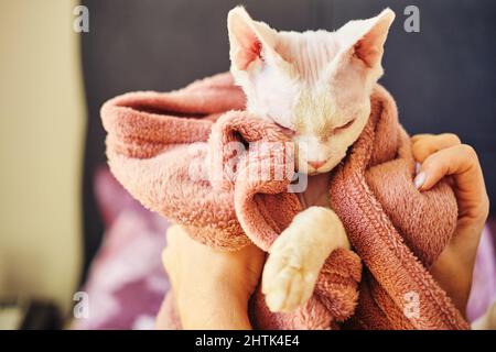 Sphynx Devon Rex aus der Nähe. Porträt eines Haustiers. Stockfoto