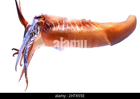 Nahaufnahme eines Tintenfischs auf weißem Hintergrund. Sepia officinalis Arten, die im Mittelmeer, in der Nordsee und in der Ostsee oder leben Stockfoto