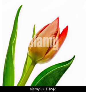Beautiful, elegant Red Tulip photographed a plain white background Stockfoto