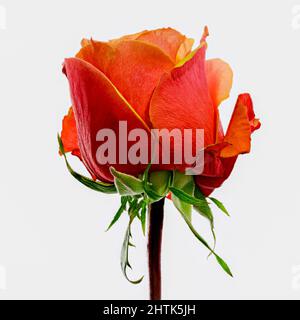 Wunderschöne orange-rote Rosenblüte, die gerade in Blüte platzt Stockfoto