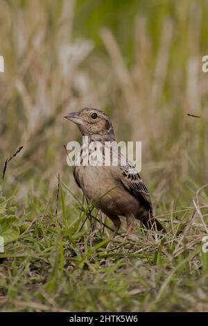 Nahaufnahme eines Spatzenvogels der alten Welt Stockfoto