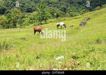 Das Crioulo-Pferd ist in Rio Grande do Sul weit verbreitet und bewohnt die Umgebung von Häusern auf dem Land und auf kleinen Weiden. Sie sind sehr gut Stockfoto