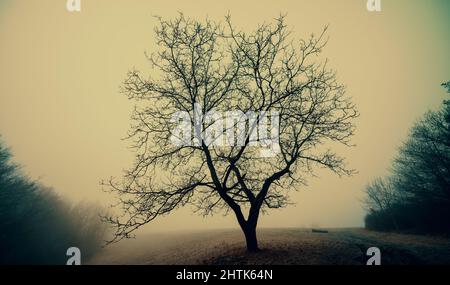 Einsamer Baum in einer Waldlichtung bei nebligen Wetter Stockfoto