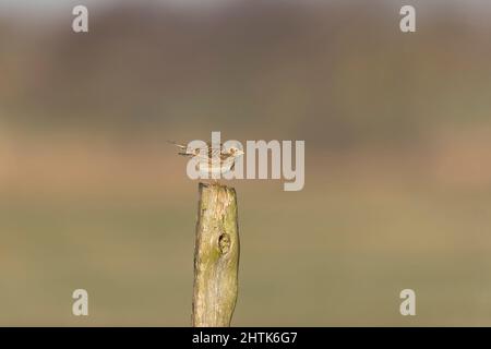 Skylark (Alauda arvensis) Erwachsener auf dem Posten, Suffolk, England, Februar Stockfoto