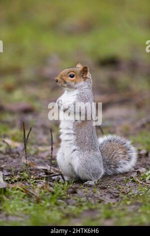 Östliches graues Eichhörnchen Sciurus carolinensis, eingeschleppte Art, Erwachsene stehend aufrecht auf dem Boden, Suffolk, England, Januar Stockfoto