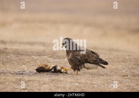 Bussard Buteo buteo, Erwachsen füttert den europäischen Hamster Cricetus cricetus, Erwachsene Beute, Hortobagy, Ungarn, Januar Stockfoto