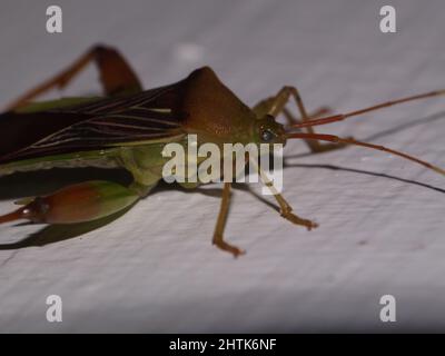 Nahaufnahme eines braunen und grünen Blattfußkäfer (Familie Coreidae) isoliert auf einem natürlichen weißen Hintergrund Stockfoto