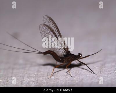 Nahaufnahme einer dunkelbraunen Mayfly (Ordnung Ephemeroptera) aus dem Dschungel von Belize, Mittelamerika, isoliert auf einem natürlichen weißen Hintergrund Stockfoto