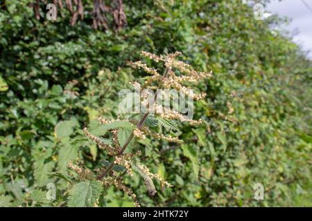 Nahaufnahme einer blühenden Brennnessel (Urtica dioica) isoliert auf einem natürlichen grünen Heckenhintergrund Stockfoto