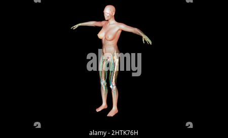 Weibliche Lymphknoten Anatomie für medizinisches Konzept 3D Illustration Stockfoto