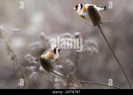 Zwei europäische Goldfinkenvögel sitzen auf trockener Distel. Die Nahrung besteht aus kleinen Samen. Unscharfer Hintergrund, Kopierbereich. Gattung Carduelis carduelis Stockfoto