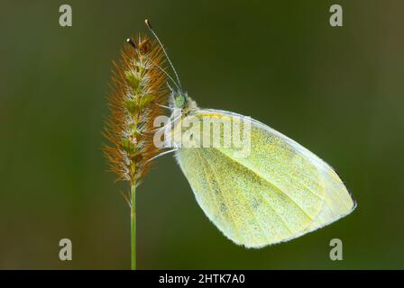 Große weiße, auch Kohlschmetterling genannt. In der Dämmerung regungslos auf dem Gras ruhen. Seitenansicht. Gattungsart Pieris brassicae. Stockfoto