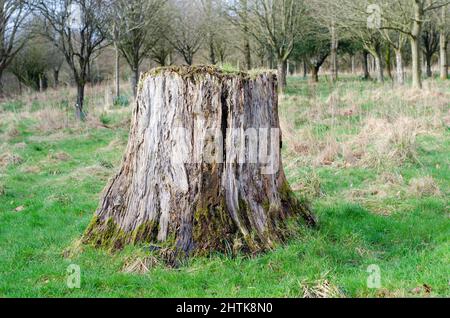 Verfallender alter Baumstumpf, umgeben von kleinen Bäumen und Gras, selektiver Fokus Stockfoto