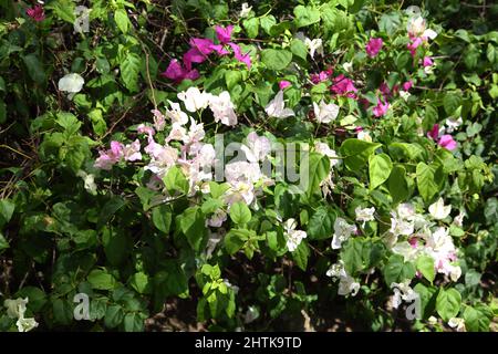 Grand Anse Beach Grenada Mount Cinnamon Hotel Gardens Bunte Blumen Stockfoto