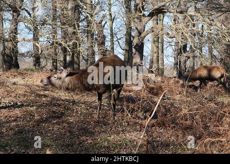 Der Richmond Park, im Londoner Stadtteil Richmond upon Thames, wurde von Charles I. im 17.. Jahrhundert als Hirschpark angelegt. Er ist der größte der Londoner Royal Parks und von nationaler und internationaler Bedeutung für den Naturschutz. Stockfoto